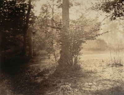 木の研究、フォンテンブローの森、カリフォルニア州。 1856年。 作： Gustave Le Gray