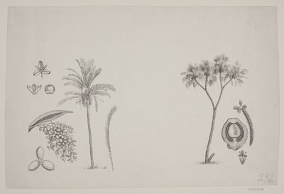 Schouw の著作からの植物の葉 作： H. C. Henneberg