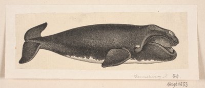 クジラ 作： H. C. Henneberg