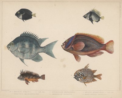 1. Etroplus Fumosus、2。Heniochus Macrolepidotus、3。Glyphisodon Smaragdinus、4。Amphiprion Frenatus、5。Apistus Rubrippinis、6。Monocentris Japonicus 作： H. Patterson