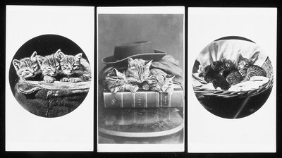 ブライトン猫、名刺、1860年代 作： H. Pointer