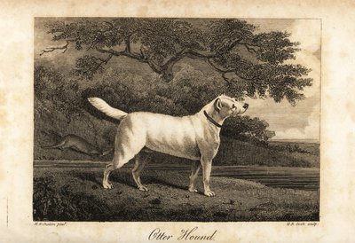 1812年にイギリスに残った最後のオッターハウンドの肖像。 作： H. R. Cook