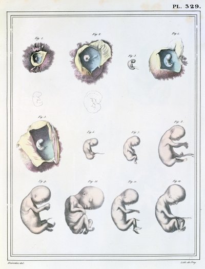 1825年、ドフレイによって彫刻されたジュールクロケ作「Manuel d&39;Anatomie Descriptive du Corps Humain」（1790〜1883年）の胚発生の段階を示す図 作： Haincelin