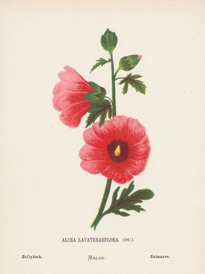 聖地の野の花アルセア・ラヴァテリーフローラ；ホリホック（カラー版画） 作： Hannah Zeller