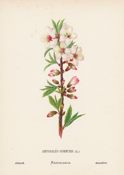 聖地の野の花アーモンド（カラー版画） 作： Hannah Zeller