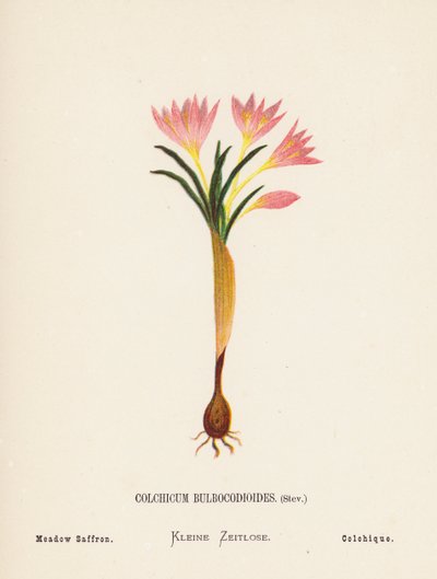 聖地の野の花：コルチカム・ブルボコディオイデス、ステフ；草原サフラン（カラー版画） 作： ハンナ・ゼラー