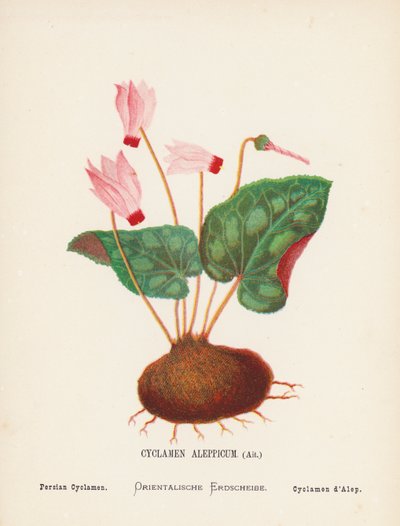 聖地の野の花：シクラメン・アレッピカム、アイト；ペルシャシクラメン（カラー版画） 作： Hannah Zeller