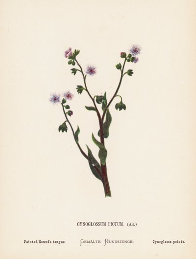 聖地の野の花：シノグロッサム・ピクトゥム、アイト；ペインテッド・ハウンド・タン（カラー版画） 作： Hannah Zeller