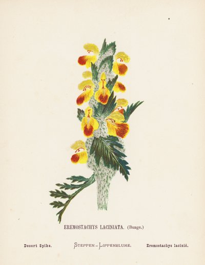 聖地の野の花：エレモスタキス・ラシニアータ、ブンゲ；砂漠のスパイク（カラー版画） 作： Hannah Zeller