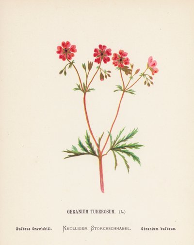 聖地の野の花：ゼラニウム・ツベロサム；球根のクローズビル（カラー版画） 作： Hannah Zeller