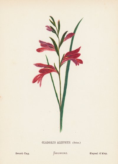 聖地の野の花：グラジオラス・アレッピクス、ボイス；剣旗（カラー版画） 作： Hannah Zeller