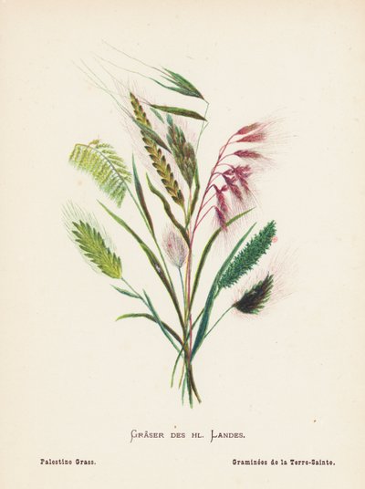 聖地の野の花パレスチナの草（カラー版画） 作： Hannah Zeller