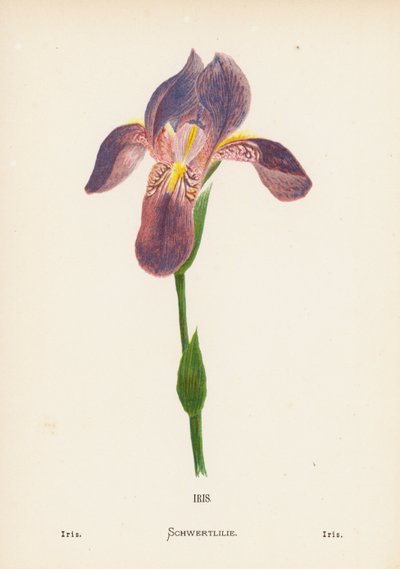 聖地の野の花：アイリス；アイリス（彩色版画） 作： Hannah Zeller