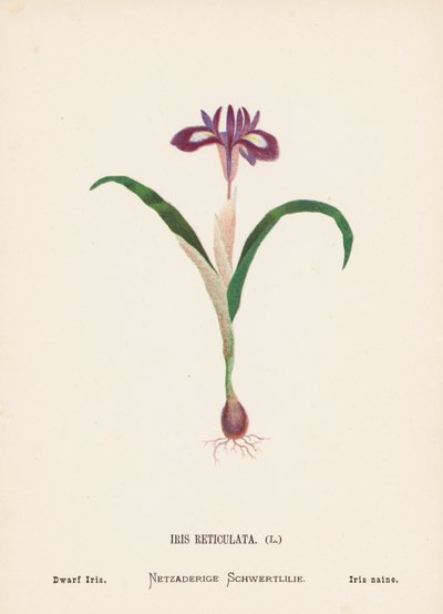 聖地の野の花：アイリス・レティキュラータ；ドワーフ・アイリス（カラー版画） 作： Hannah Zeller