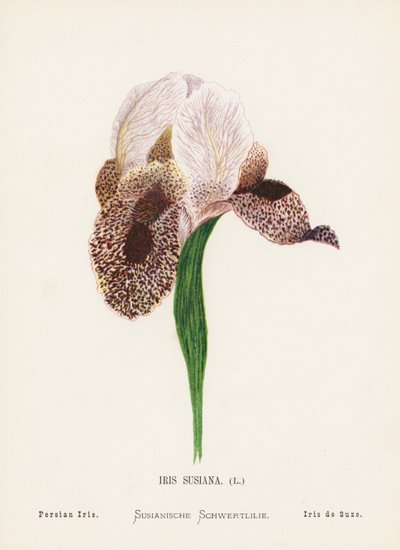 聖地の野の花：アイリス・スジアナ；ペルシャアイリス（カラー版画） 作： Hannah Zeller