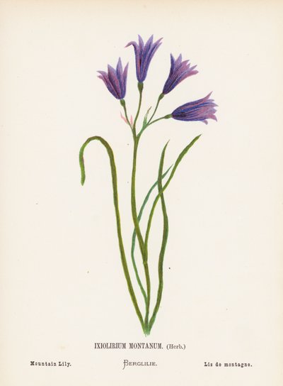 聖地の野の花：イクソリリウム・モンタナム・ハーブ；マウンテン・リリー（カラー版画） 作： Hannah Zeller