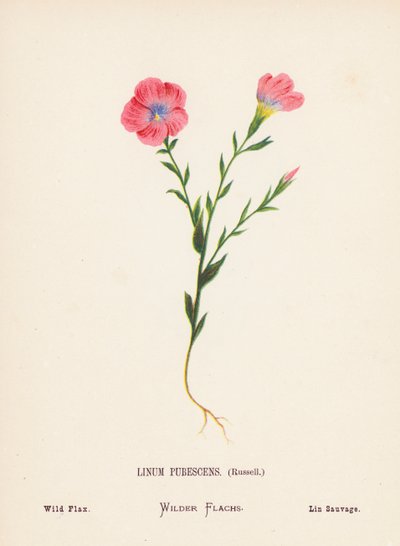 聖地の野の花：ラッセル、リヌム・プベスケンス；野生の亜麻（カラー版画） 作： Hannah Zeller