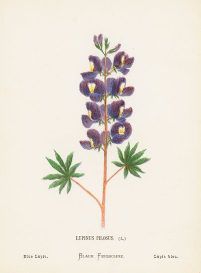 聖地の野の花ルピナス・ピロサス；青いルパン（カラー版画） 作： Hannah Zeller