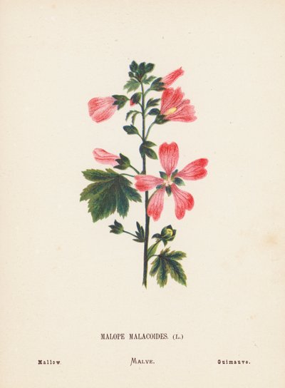 聖地の野の花マロペ・マラコイデス；アオイ（カラー版画） 作： Hannah Zeller