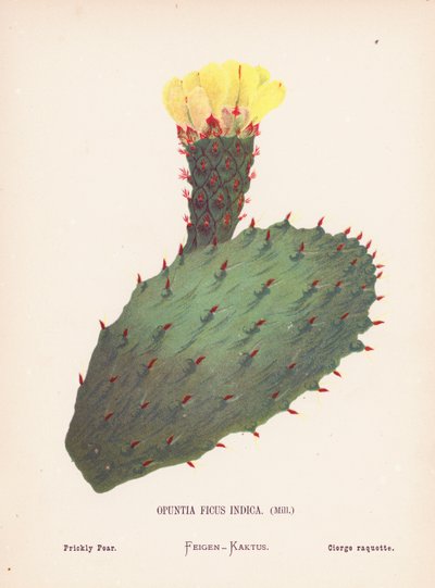 聖地の野の花オプンティア・フィカス・インディカ、ミル；山椒（カラー版画） 作： Hannah Zeller
