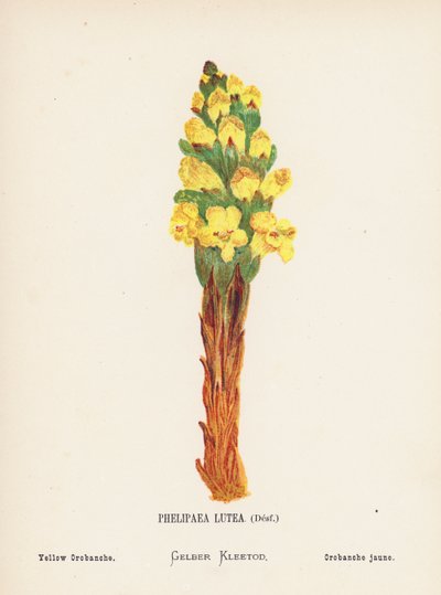 聖地の野の花：フェリペア・ルテア、デスフ；イエロー・オロバンシュ（カラー版画） 作： Hannah Zeller