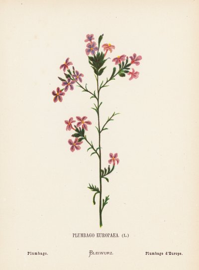聖地の野の花：プルンバゴ・エウロパエア；プルンバゴ（カラー版画） 作： Hannah Zeller