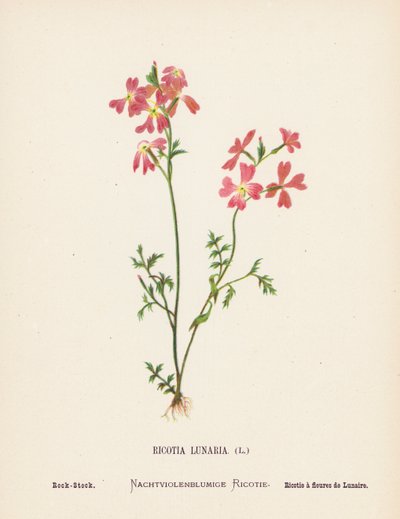 聖地の野の花：リコティア・ルナリア；ロック・ストック（カラー版画） 作： Hannah Zeller