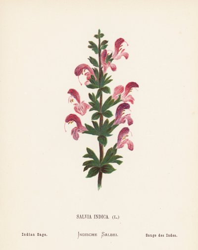 聖地の野の花サルビア・インディカ；インディアン・セージ（カラー版画） 作： Hannah Zeller