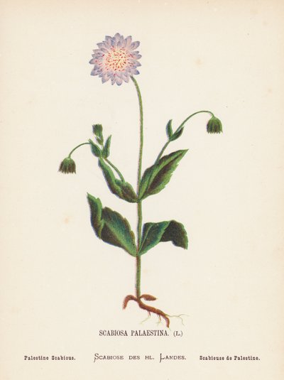 聖地の野の花：スカビオサ・パラエスティナ；パレスチナ・スカビオ（カラー版画） 作： Hannah Zeller