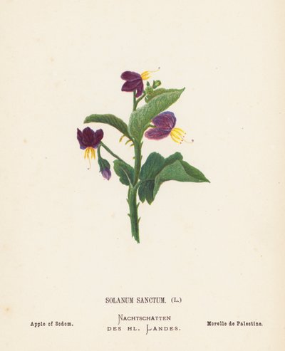 聖地の野の花：ソラナム・サンクタム；ソドムのリンゴ（カラー版画） 作： Hannah Zeller