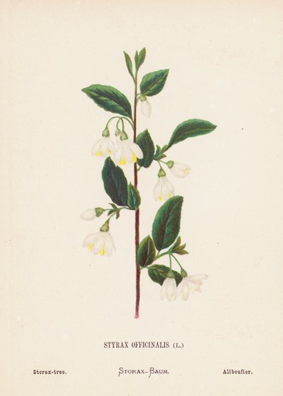 聖地の野の花Styrax Officinalis; Storax-ツリー（カラーエングレーヴィング） 作： Hannah Zeller