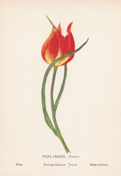 聖地の野の花チューリップ・プレコックス、テノーレ；チューリップ（カラー版画） 作： Hannah Zeller