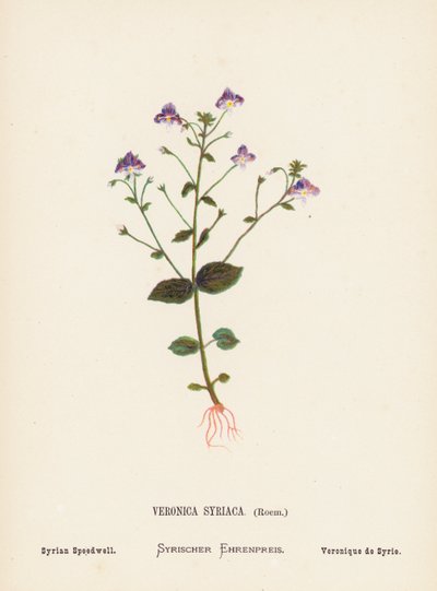 聖地の野の花：ベロニカ・シリアカ、ロエム；シリアン・スピードウェル（カラー版画） 作： Hannah Zeller