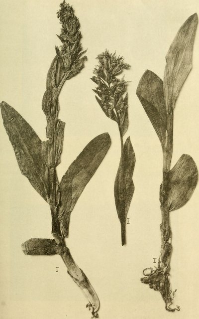 K.K.年譜自然史法廷博物館 (1914) (18196503932) 作： ハンス・フライシュマン