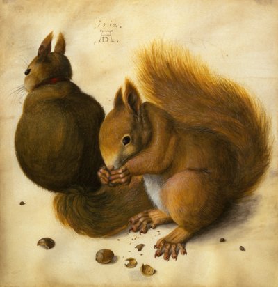2 匹のリス、1 匹はヘーゼル ナッツを食べる (ベラム紙に黒チョーク、水彩、ボディカラー) 作： Hans Hoffmann