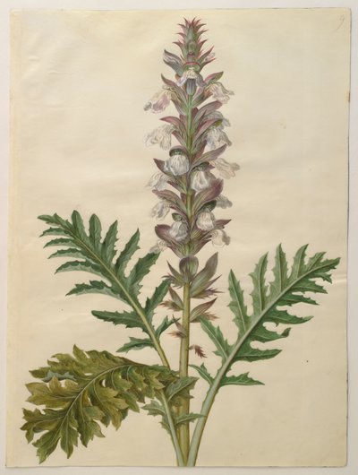 アルバムGottorfer Codex、c.1650（羊皮紙のガッシュ）のAcanthus mollis 作： Hans Simon Holtzbecher