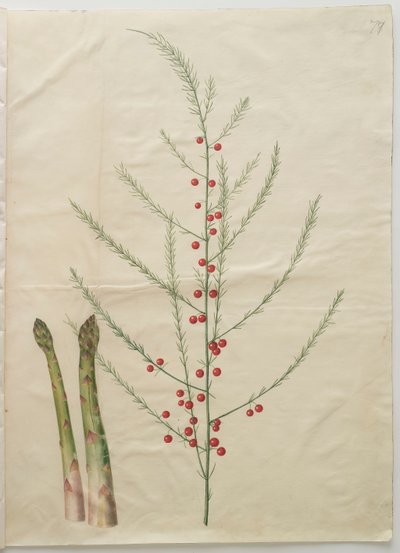 アルバムGottorfer Codex、c.1650（羊皮紙のガッシュ）のアスパラガスオフィシナリス 作： Hans Simon Holtzbecher