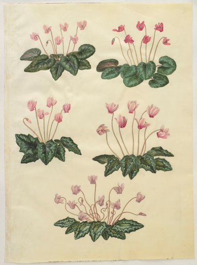 アルバムGottorfer Codex、c.1650（羊皮紙のガッシュ）のCyclamen purprascens 作： Hans Simon Holtzbecher