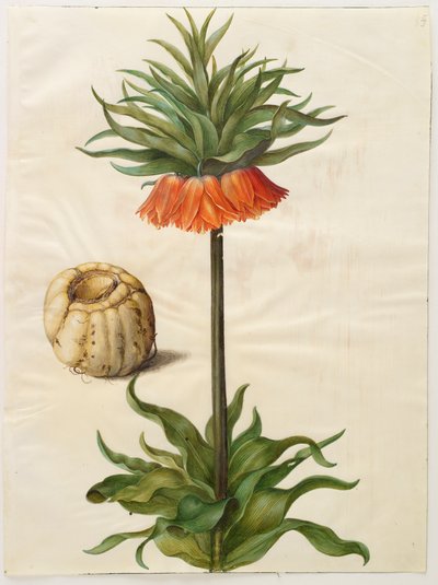 アルバムGottorfer Codex、c.1650（羊皮紙のガッシュ）のFritilleria imperialis 作： Hans Simon Holtzbecher