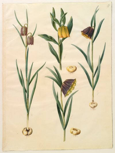 アルバムGottorfer Codex、c.1650（羊皮紙のガッシュ）のフリチリアメレアグリス 作： Hans Simon Holtzbecher