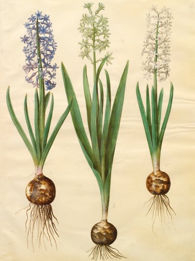 アルバムGottorfer Codex、c.1650（羊皮紙のガッシュ）のHyacinthoides orientalis 作： Hans Simon Holtzbecher