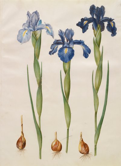 アルバムGottorfer Codex、c.1650（羊皮紙のガッシュ）のIris xiphiodes 作： Hans Simon Holtzbecher