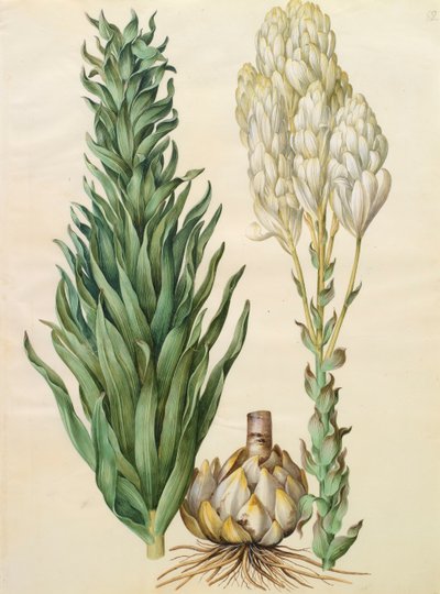 アルバムGottorfer Codex、c.1650（羊皮紙のガッシュ）のLilium candidum monstrosum 作： Hans Simon Holtzbecher