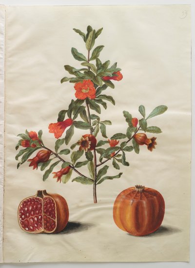 アルバムGottorfer Codex、c.1650（羊皮紙のガッシュ）のPunica granatum 作： Hans Simon Holtzbecher