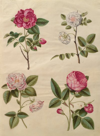 アルバムGottorfer Codex、c.1650（羊皮紙のガッシュ）のRosa gallica 作： Hans Simon Holtzbecher
