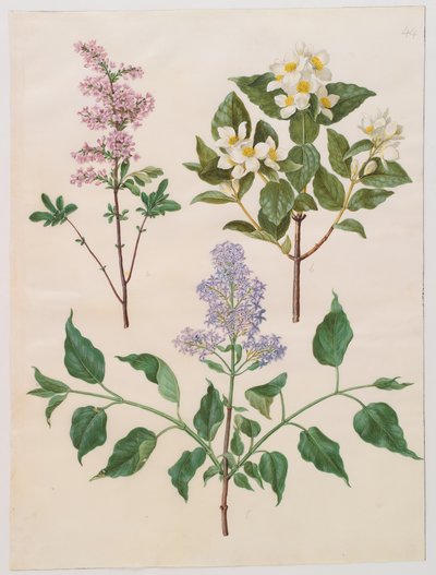 Syringa persica、philadelphus coronarius、syringa vulgaris（アルバムGottorfer Codex、c.1650（羊皮紙のガッシュ）） 作： Hans Simon Holtzbecher
