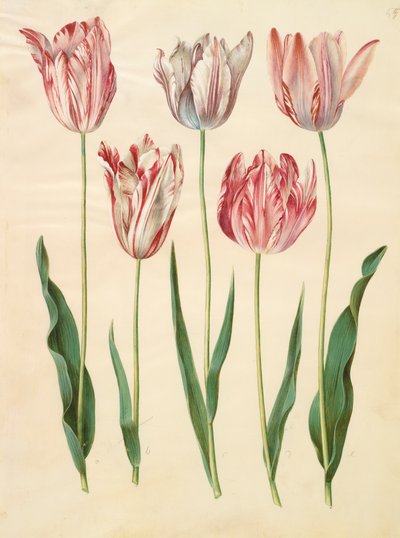 アルバムGottorfer Codex、c.1650（羊皮紙のガッシュ）のTulipa gesneriana 作： Hans Simon Holtzbecher