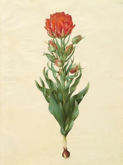 アルバムGottorfer Codex、c.1650（羊皮紙のガッシュ）のTulipa gesneriana 作： Hans Simon Holtzbecher