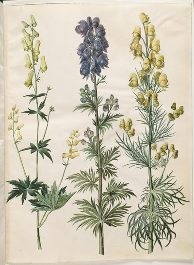 Aconitum lycoctonum (ノルディスクストームハット); Aconite napellus (Ægte stormhat); Aconite anthora (フィンブラデット ストームハット) 作： Hans Simon Holtzbecker