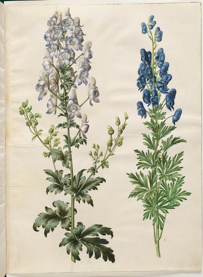 多彩なトリカブト（ブロゲット ストームハット）; Aconite napellus (エグテ ストームハット) 作： Hans Simon Holtzbecker
